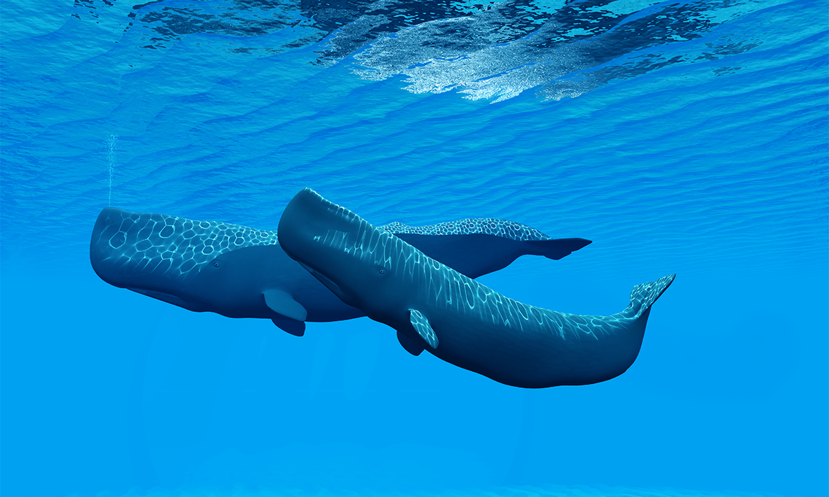 Sperm Whales Caught on Camera Headbutting Each Other for the First Time