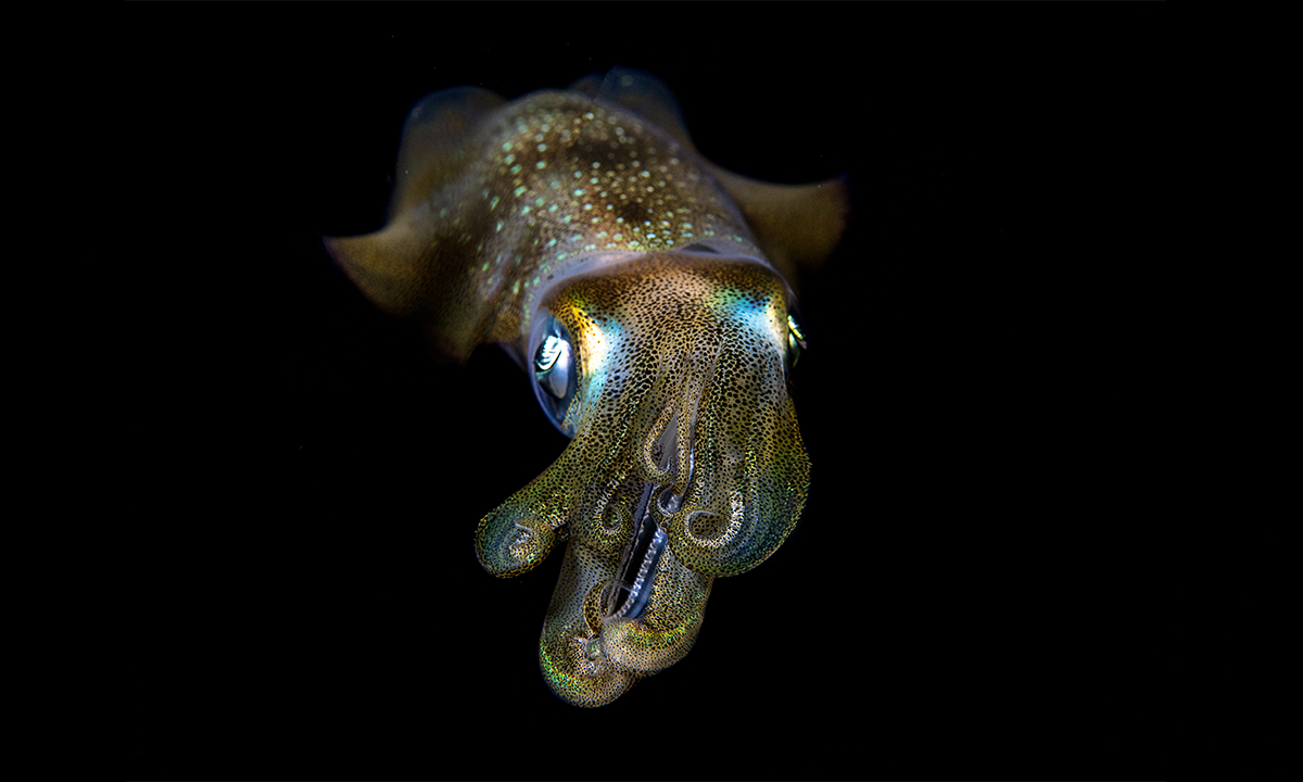 How Did Evolution Come Up With So Many Squids?