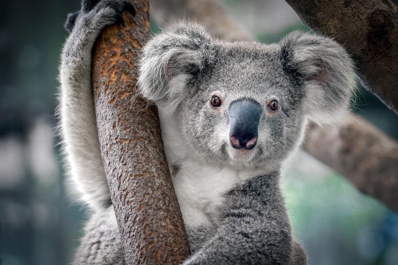 Koalas Nearly Lost Their Genetic Diversity But Their Comeback Is Rewriting the Story