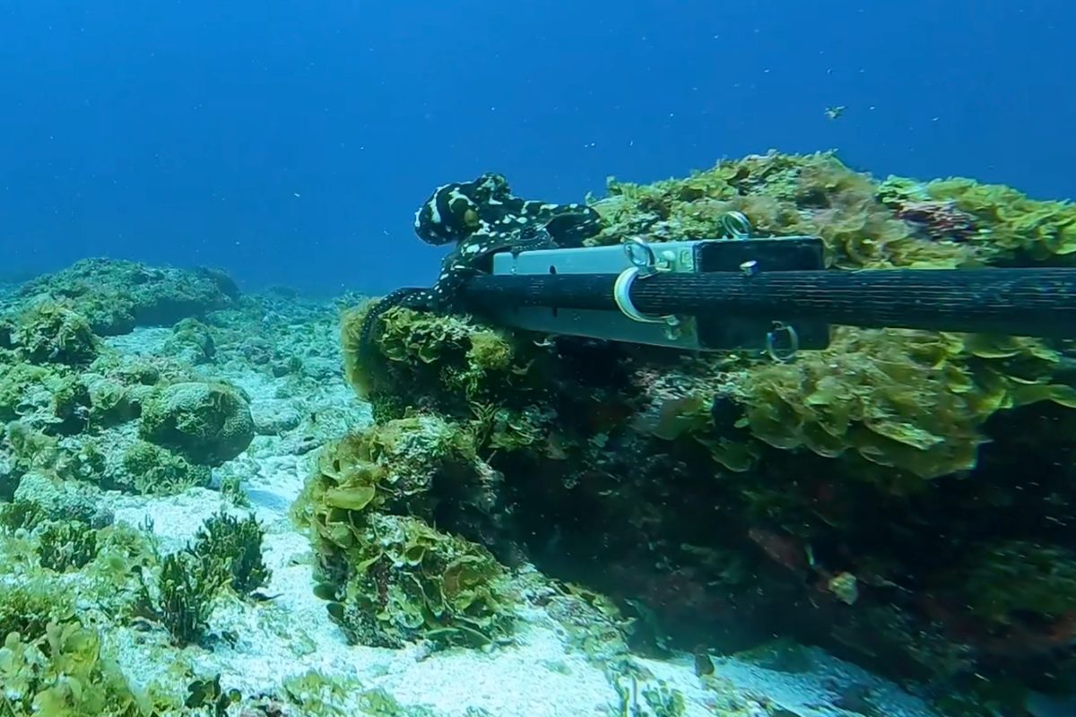 Baited camera dropped to Pacific seabed. Then this happened