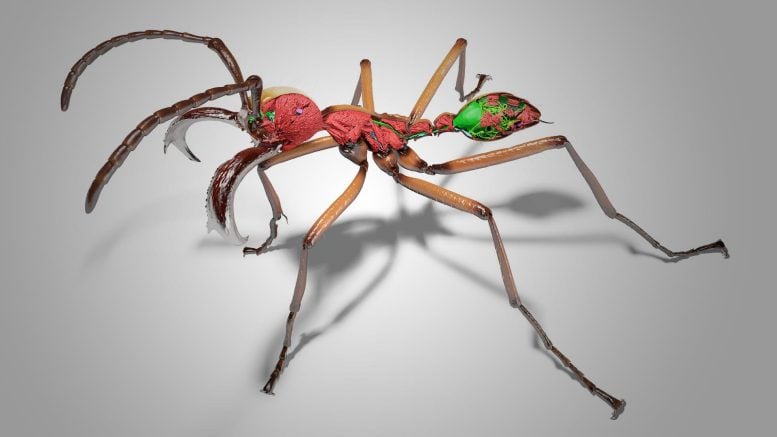 AI and X-Ray Scans Turn Thousands of Ants Into Stunning 3D Models
