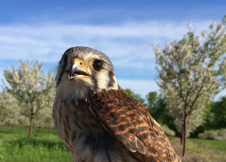 Cherry Farmers Discover an Unexpected Food Safety Ally: Falcons