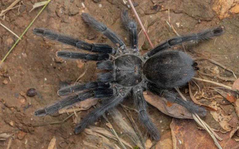 Scientists Discover Bizarre New Tarantula Species Unlike Anything Seen Before