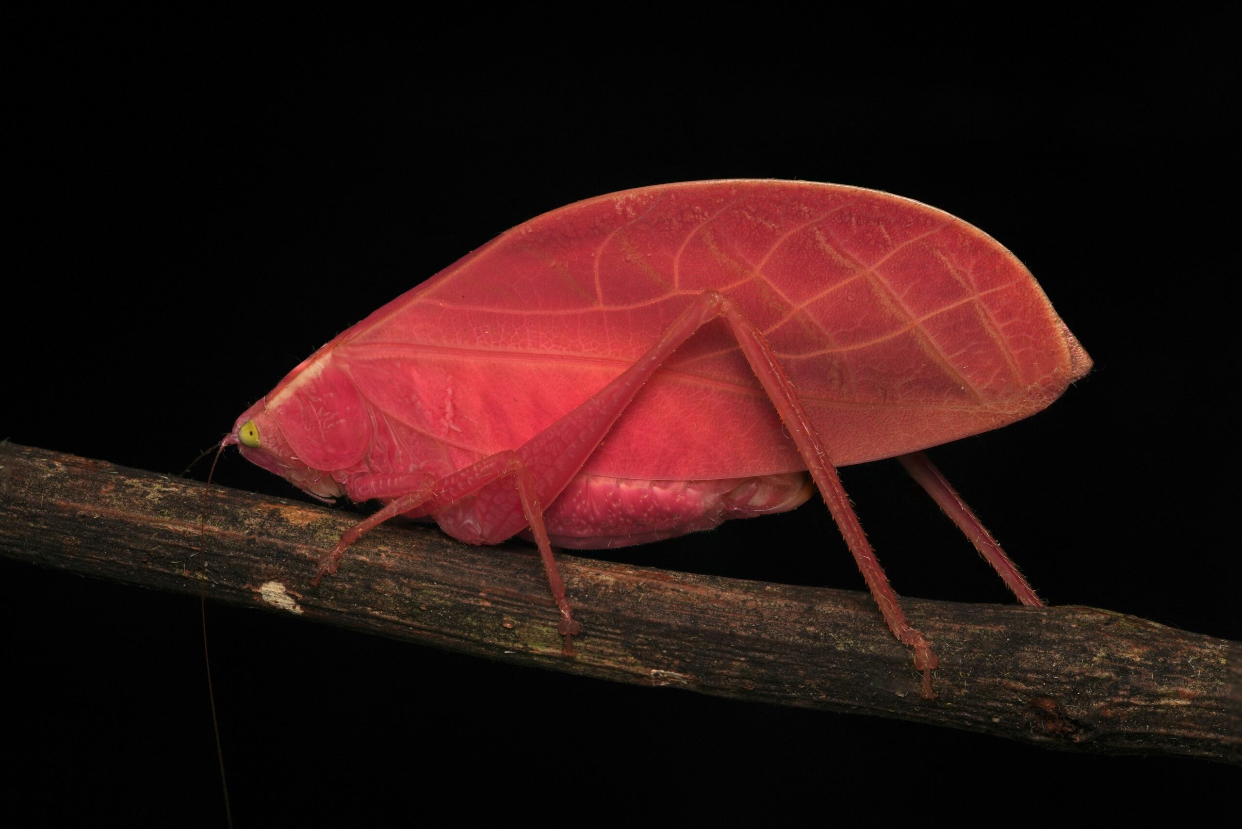 This Pink Bug Is Not A “Rare Freak Mutant” After All