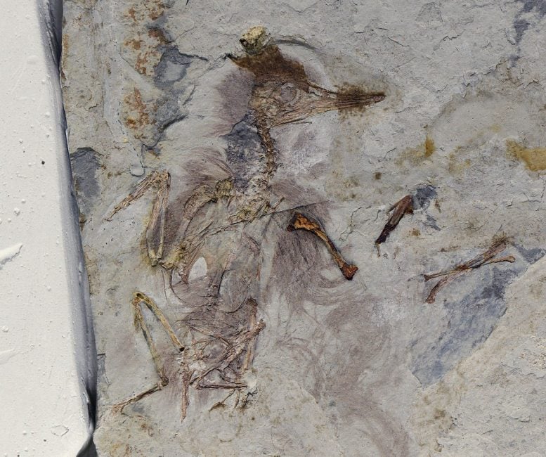 This Ancient Fossil Bird Has 800 Stones in Its Throat and No One Knows Why