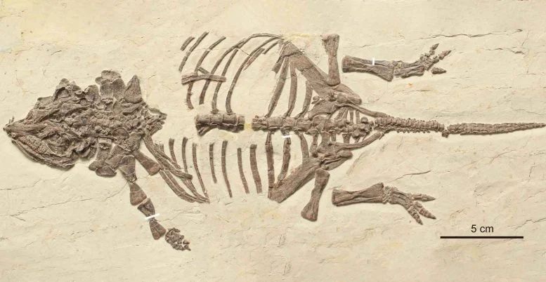 Scientists Finally Solve the 20-Year Mystery of Strange Tiny Dinosaur Fossils