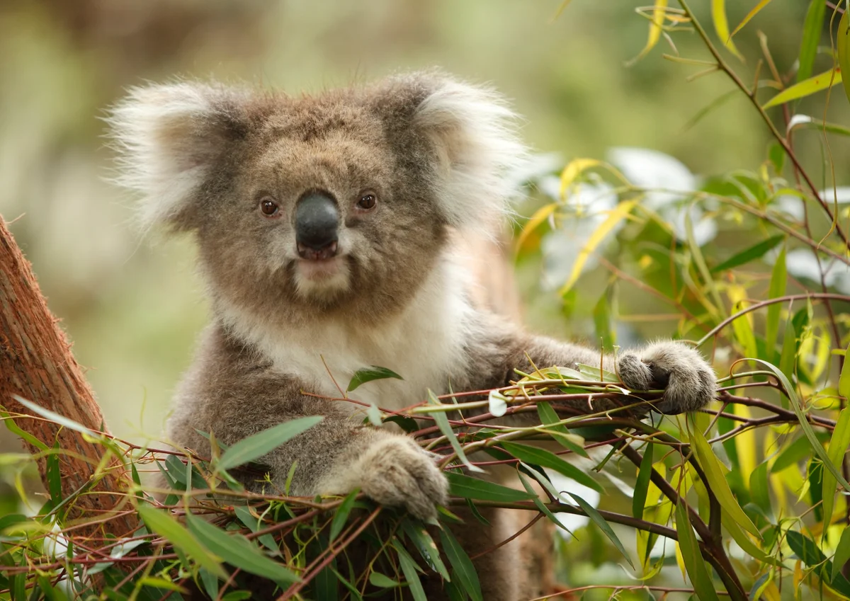 Koala genetics show how species can bounce back from bottlenecks