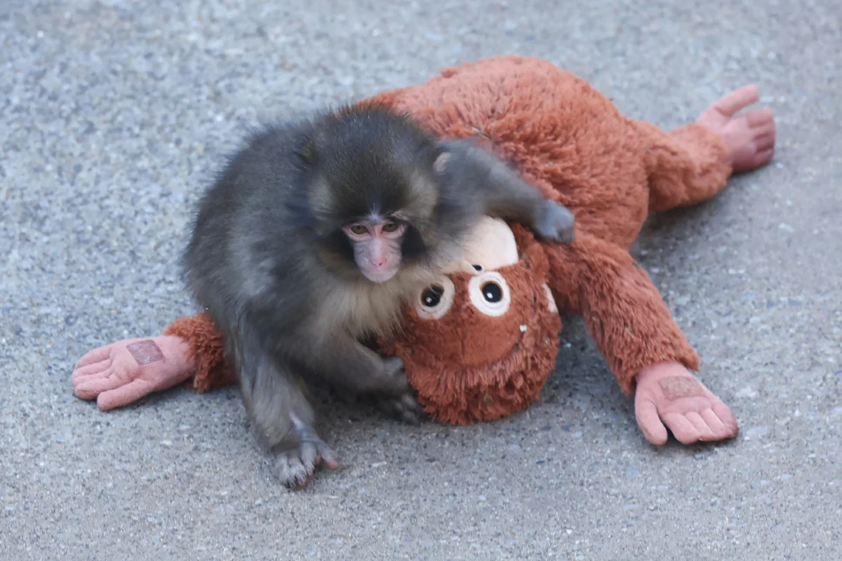 Punch the monkey and his plushie re-create a famous psychological experiment