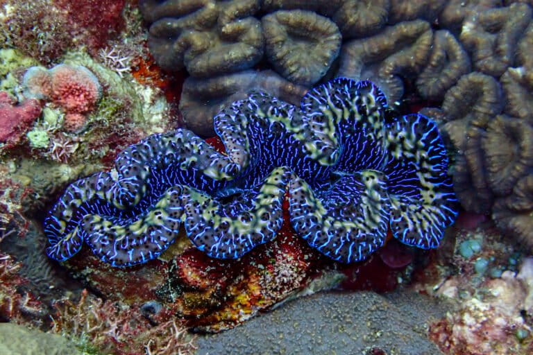 Traditional protection proves more successful for clams in American Samoa