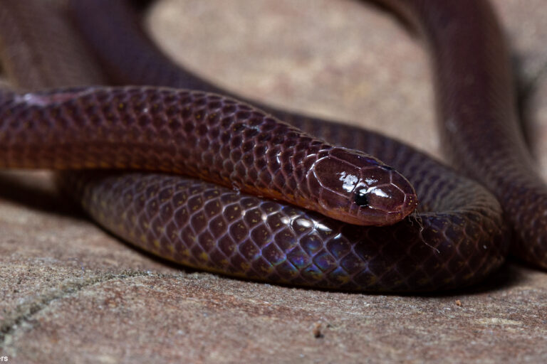 Can Singapore rewild its lost reptiles?