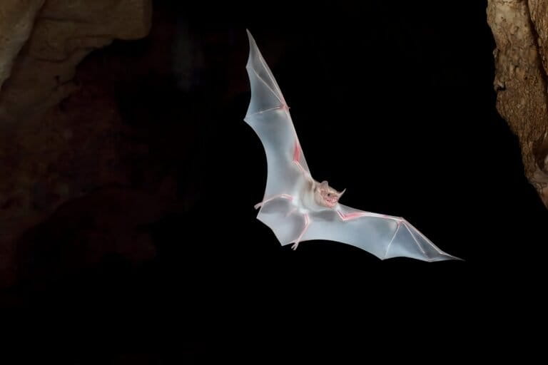 At dusk in Kenya’s caves, scientists study the hidden lives of bats