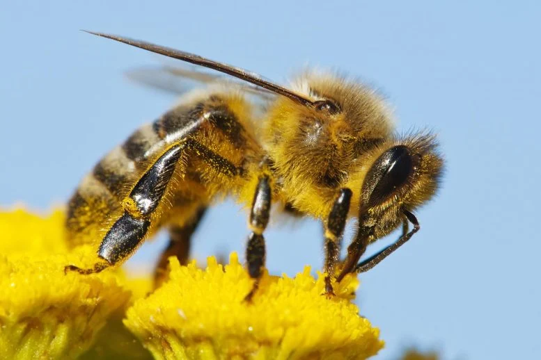 Scientists Track Bees in 3D and Discover Remarkable Secret Navigation Skills