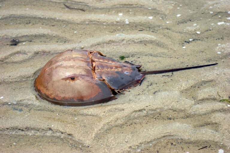 Pharmaceutical companies move away from horseshoe crab biomedical testing
