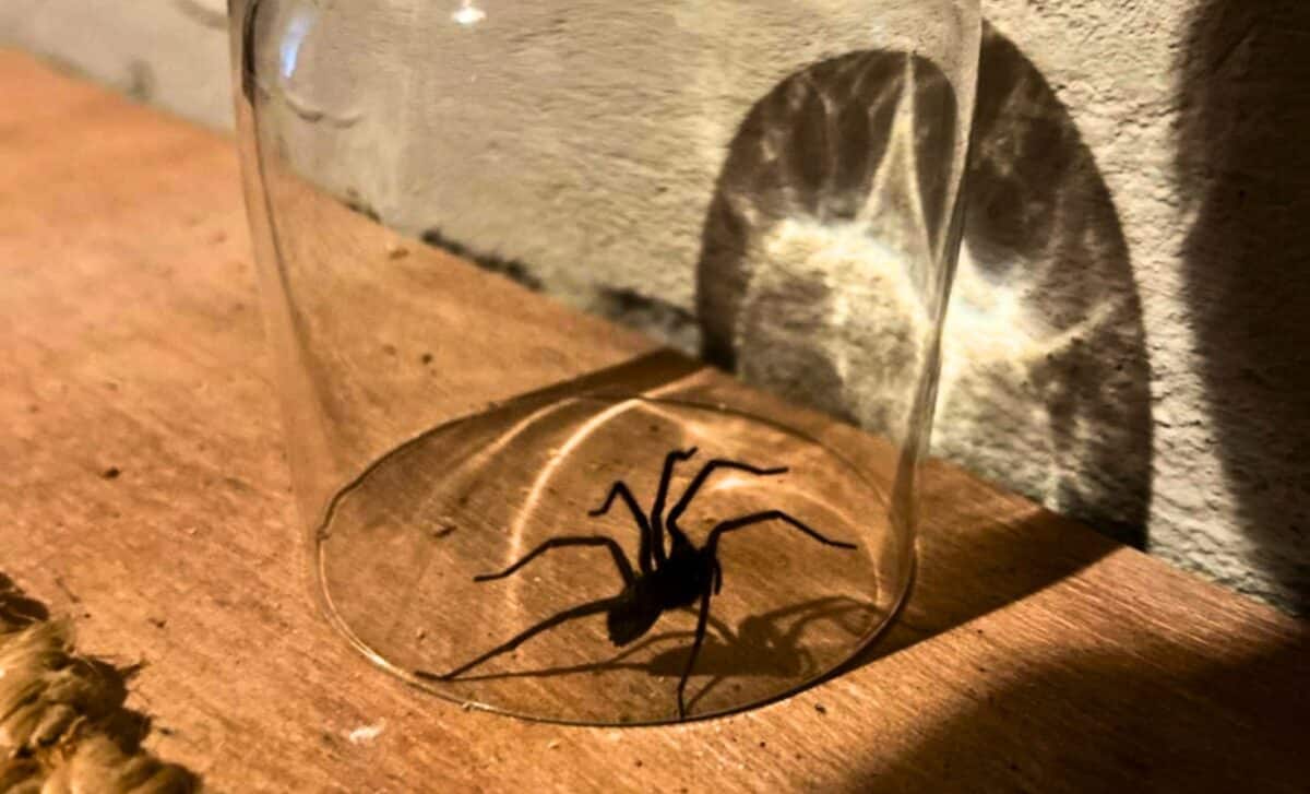 Releasing a Spider Outside Seems Like the Nice Thing to Do… but It’s Often a Very Bad Idea
