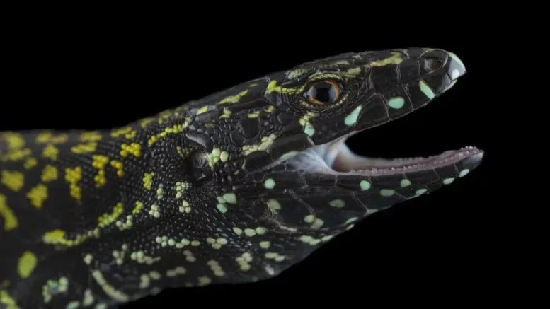 “Hulk Lizards” Are Wiping Out Millions of Years of Evolution