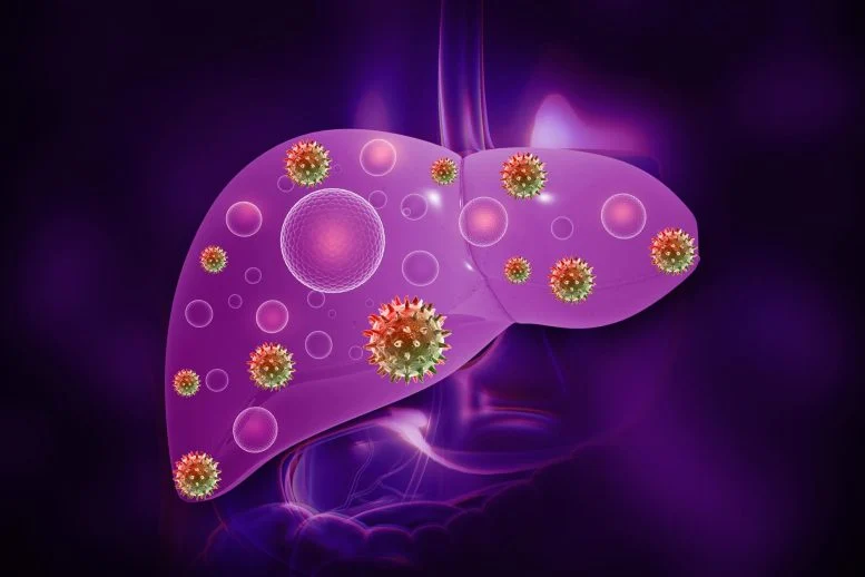 Scientists Discover Promising Treatment for Deadly Hepatitis E Virus