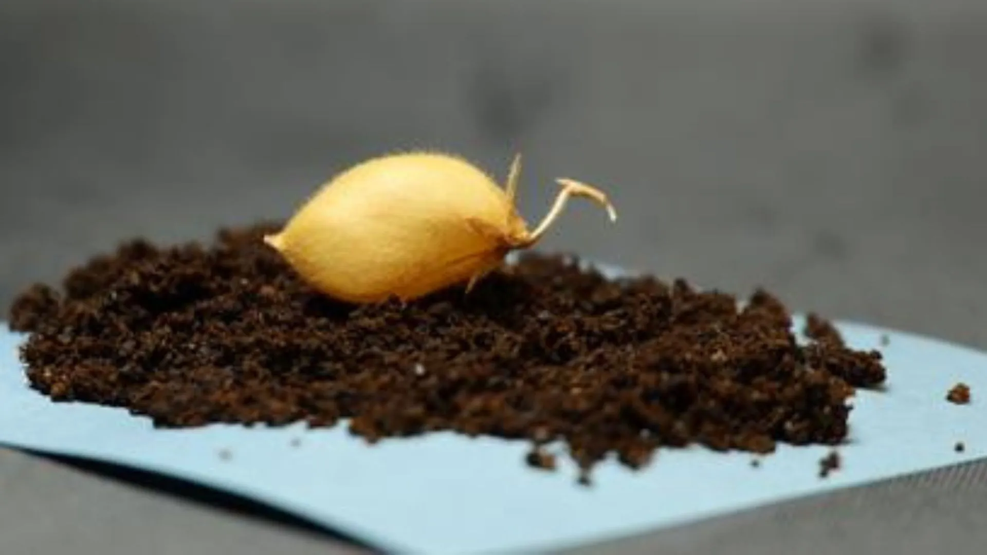 US scientists grow chickpeas in lunar soil simulant for first time