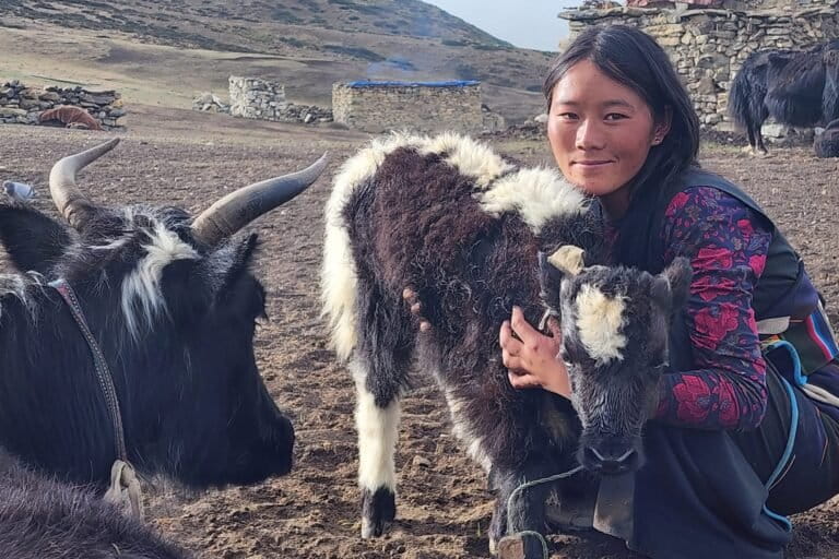 Climate change tests Nepal’s wild and domesticated yaks 