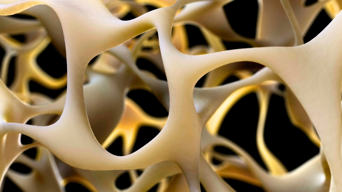 Breakthrough to Strengthen Bones Could Reverse Osteoporosis : ScienceAlert