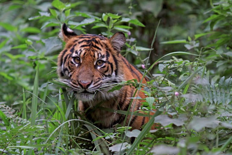 By protecting tigers ‘we save so much more,’ says Debbie Banks