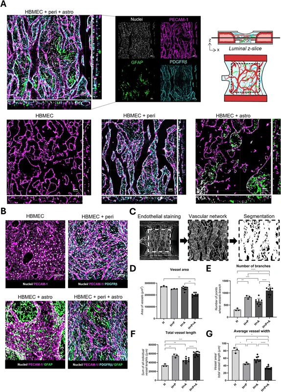 MIMETAS publishes breakthrough study on 3D blood-brain barrier model with unidirectional flow