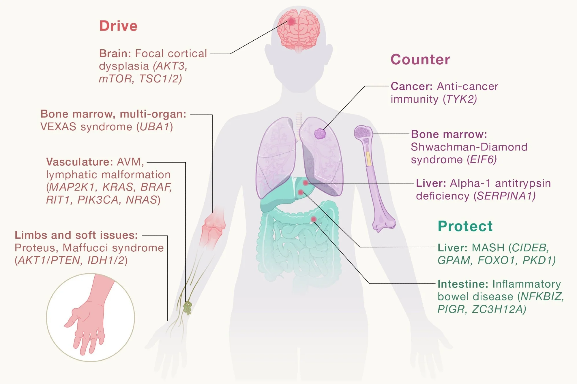 How somatic mutations shape disease and reveal new drug targets