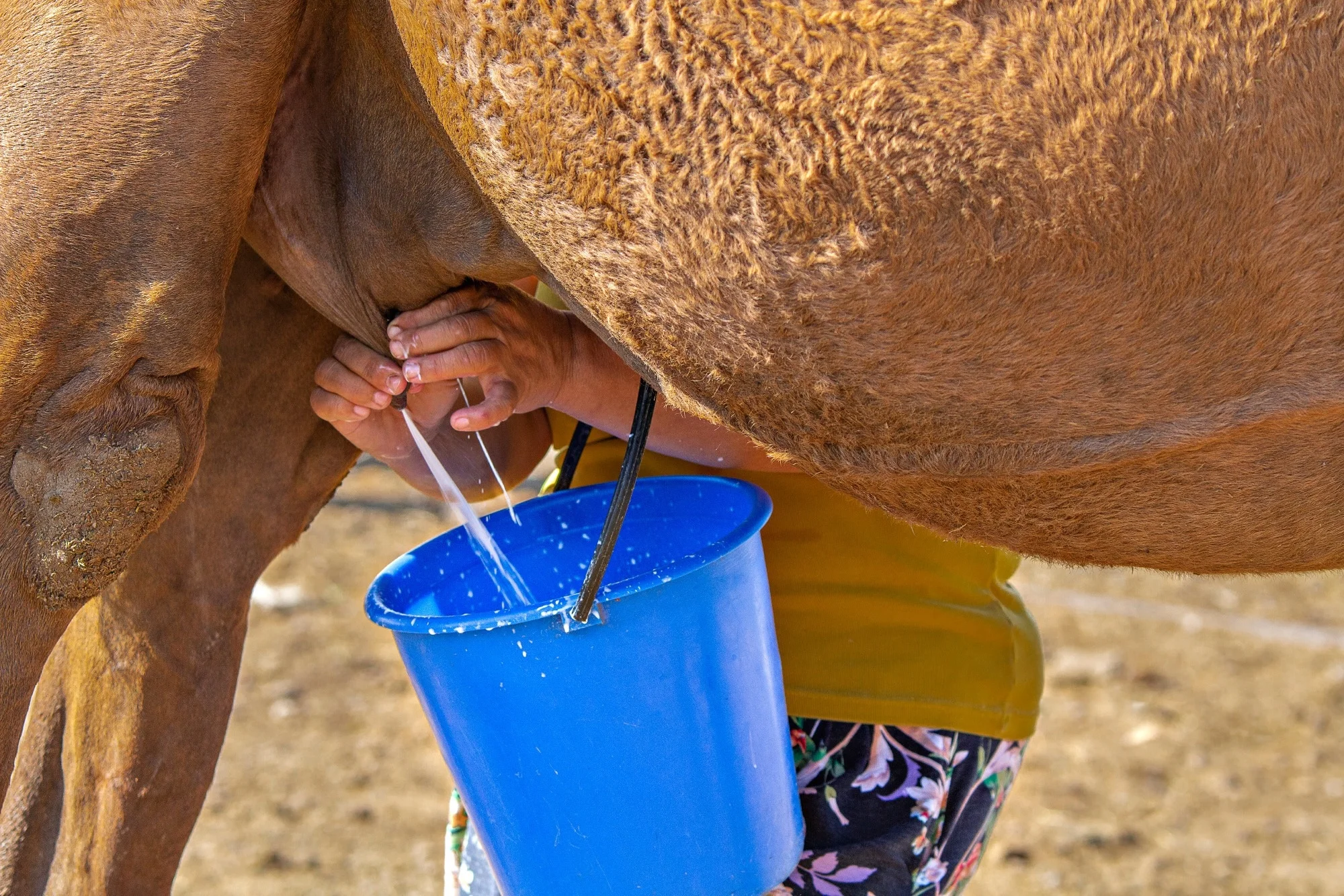 Can camel milk improve health? Review highlights benefits but warns against drinking it raw