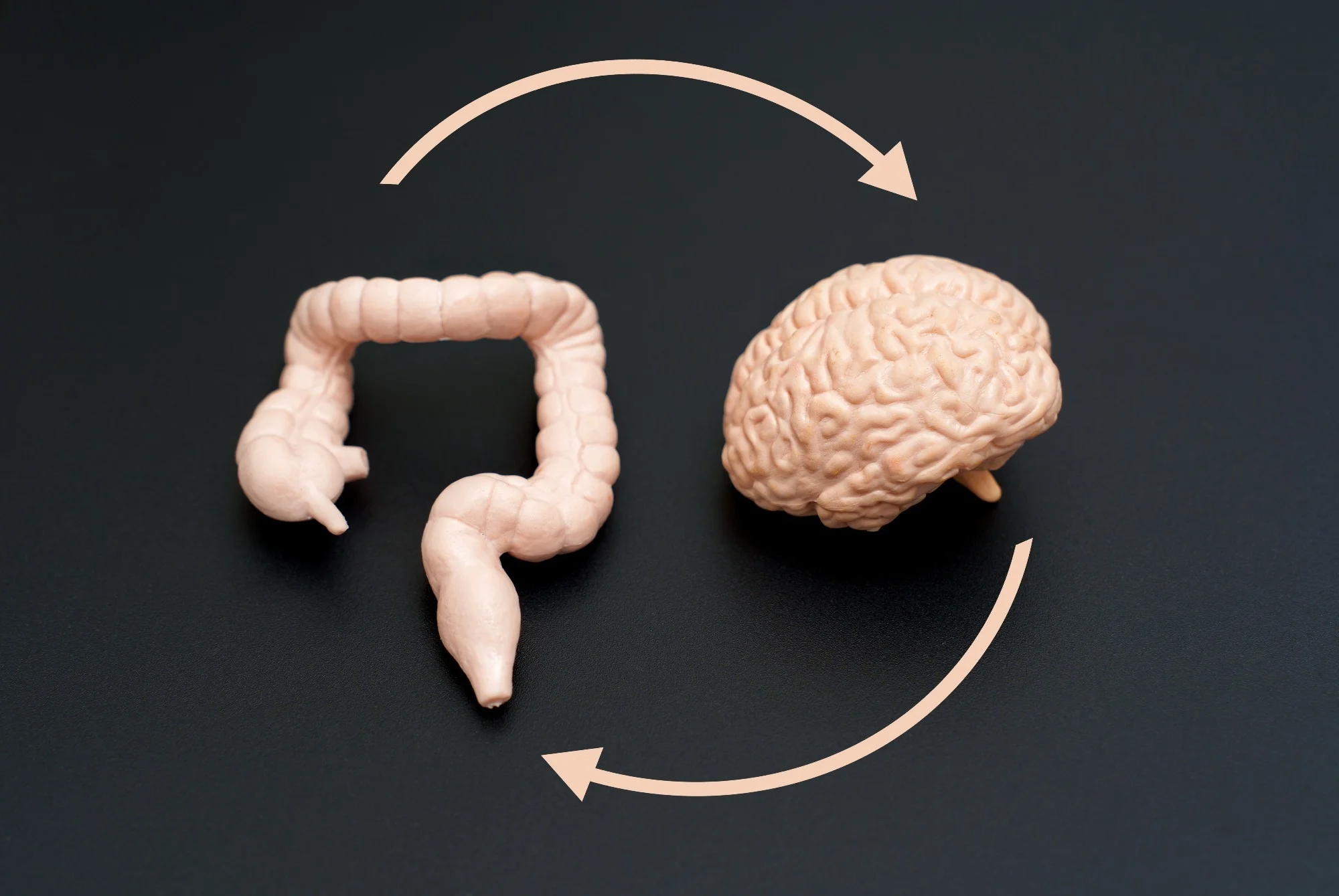 Parasites trigger a gut-to-brain signal that cuts food intake during infection