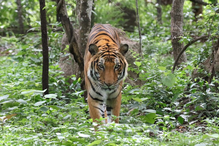 The Wild League aims to turn sports mascots into conservation champions