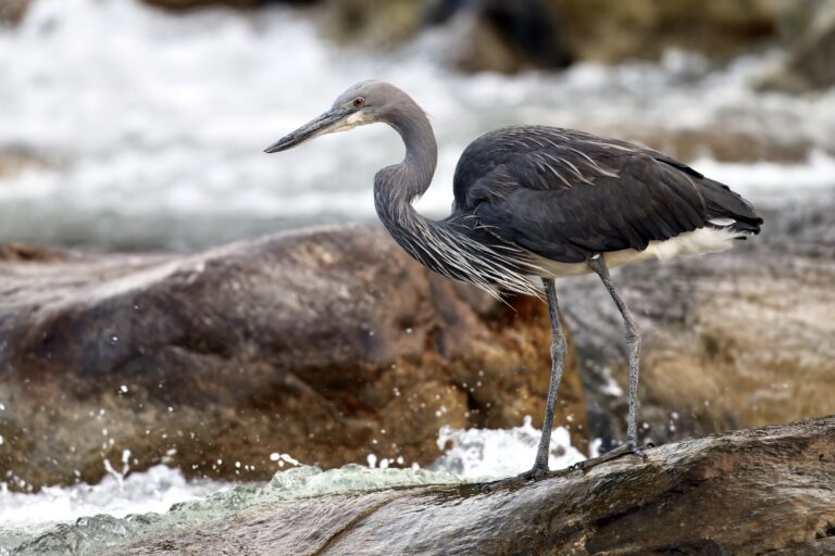 Local conservationists sustain research on threatened heron amid Myanmar instability