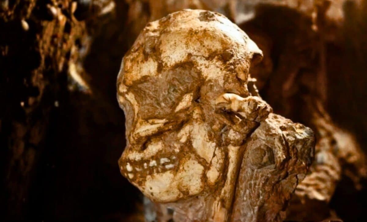 Scientists Finally Reconstruct Little Foot’s Face From a 3.67-Million-Year-Old Crushed Skull
