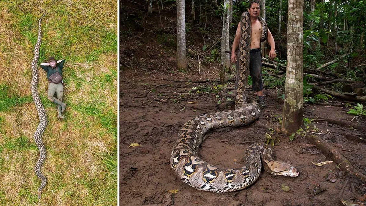 Longest snake ever measured is over 23.5 feet long