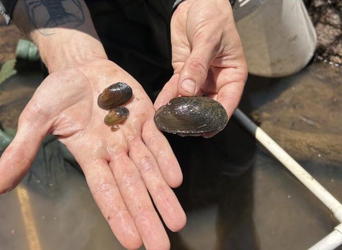 Dams, drains and other artificial habitats could buy time for threatened mussels: Study