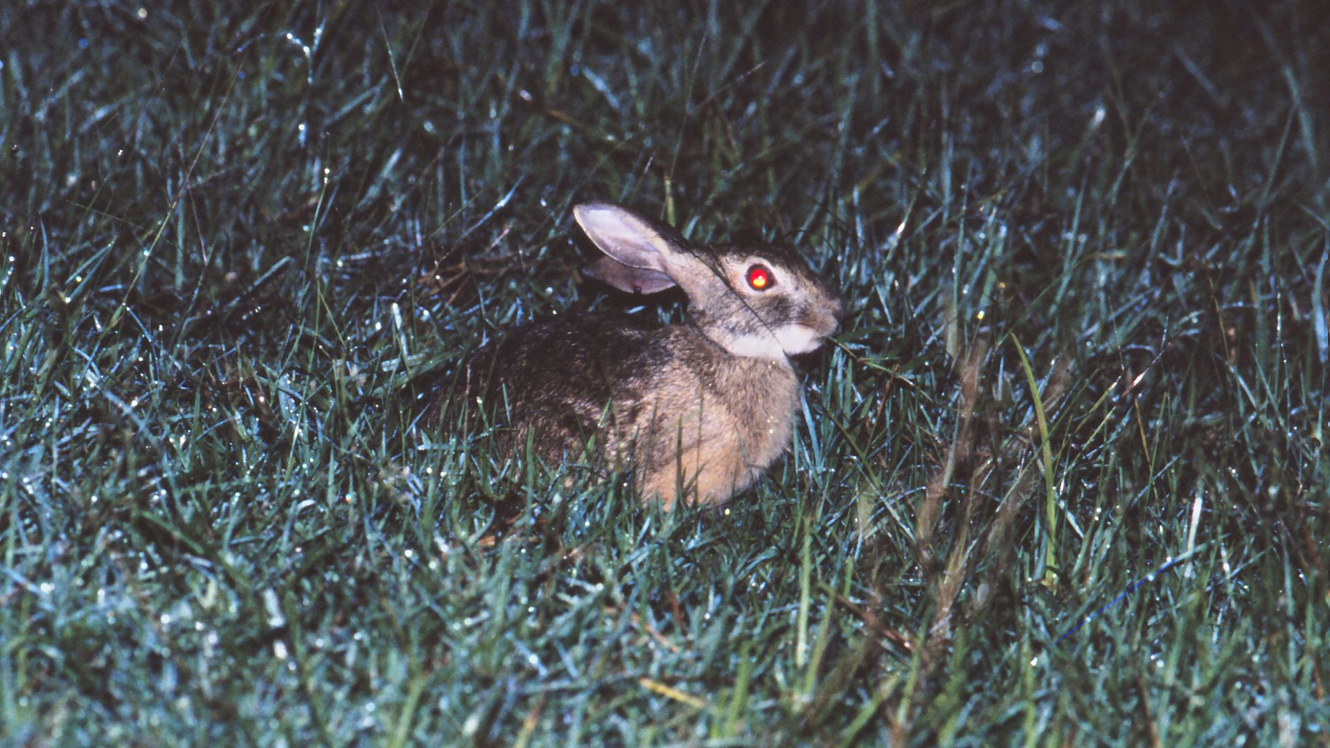 Critically endangered hare spotted in surprising location for the first time in 40 years — but it was already dead