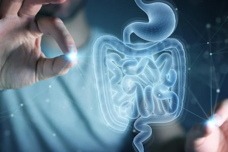 Scientists Reverse Key Signs of Gut Aging With Surprising Biological Transfer