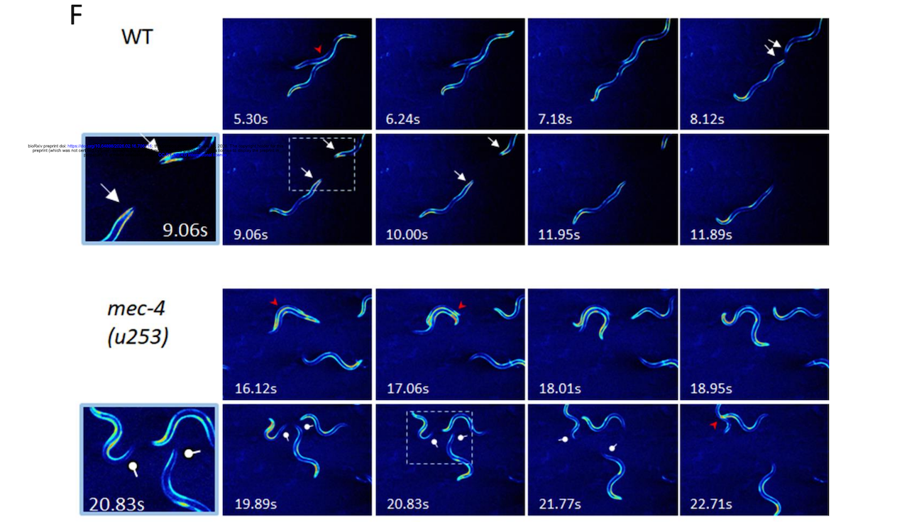 Microgravity Affects The Nervous System And Aging In C. elegans Through Reduced Tactile Stimulation