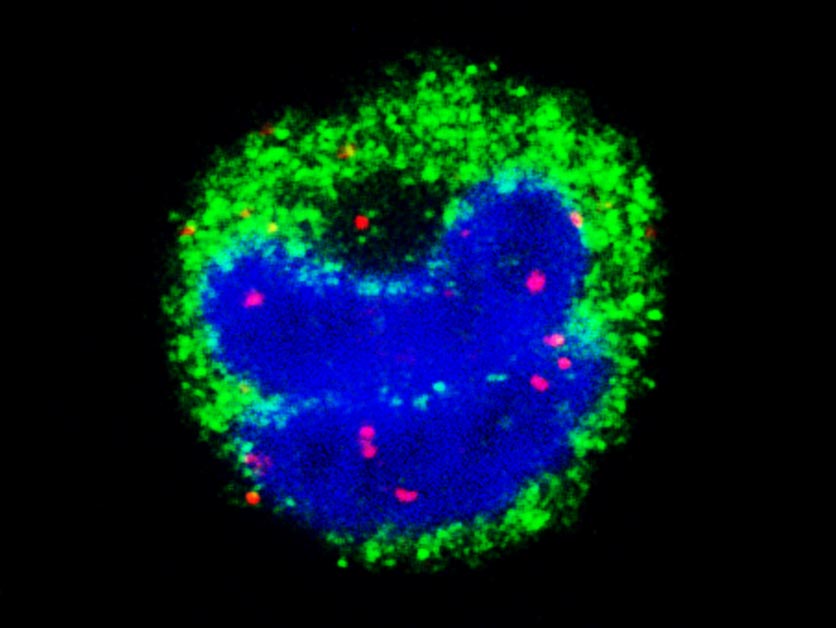 Malaria’s mRNA: Messages that Mess with the Immune System – Life Sciences | Weizmann Wonder Wander