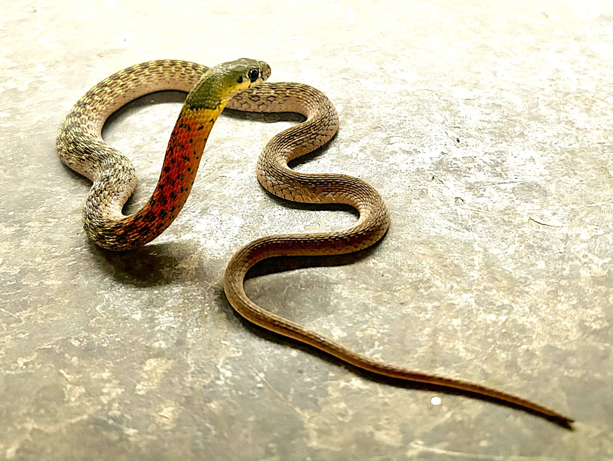 These snakes steal poison from their prey—here’s how they know they have enough