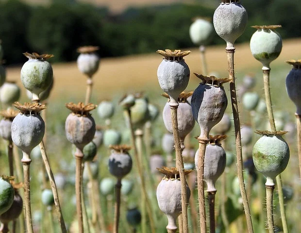 New release Wiley’s Mass Spectra of Designer Drugs 2026 expands coverage of emerging novel psychoactive substances