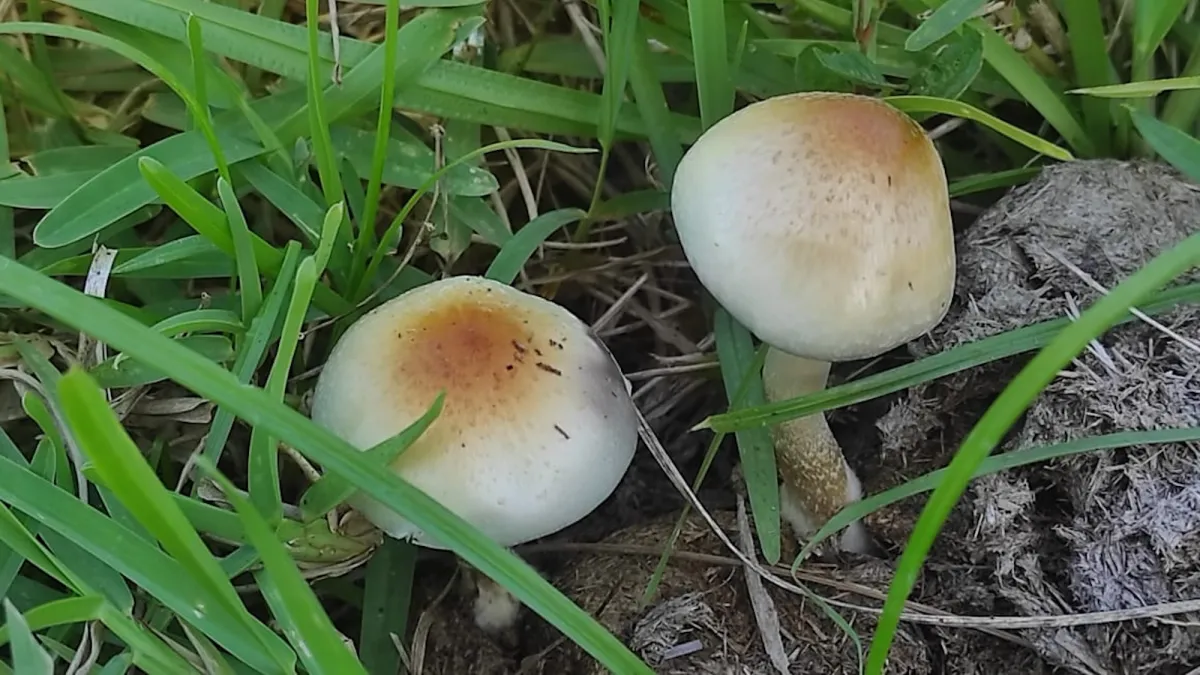 New psychedelic fungus rewrites origins of magic mushrooms