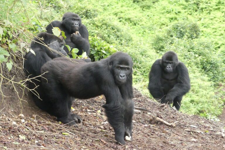 World Rewilding Day: Hope for species and ecosystems