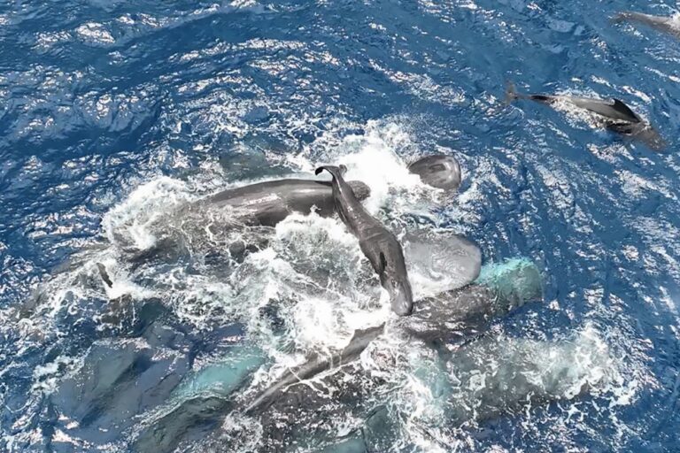 Family and friends help sperm whale mother and newborn during birth