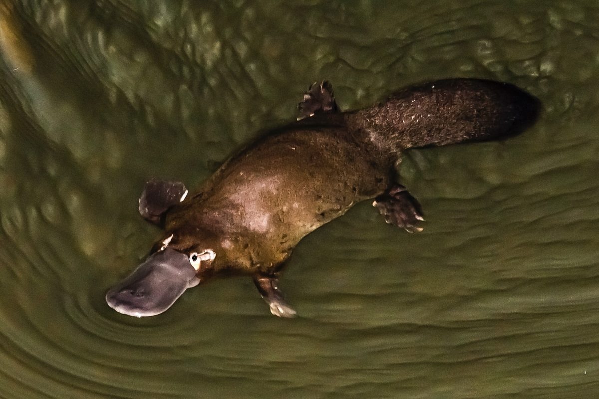 “Totally unexpected.” Scientists just discovered yet another extraordinary thing about the platypus