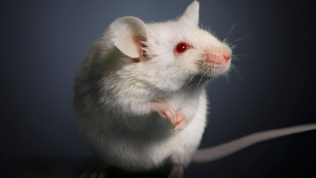 Elderly Poop Transplants Had a Surprising Effect on Young Mouse Ovaries : ScienceAlert