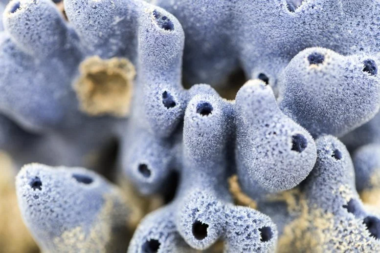 Ancient Sponge Discovery May Rewrite the Origins of Animal Life