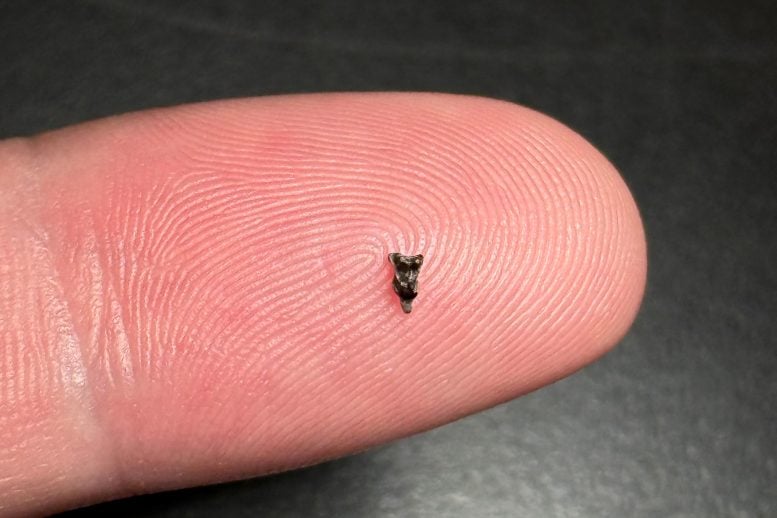 These Tiny Teeth Could Change What We Know About Human Origins