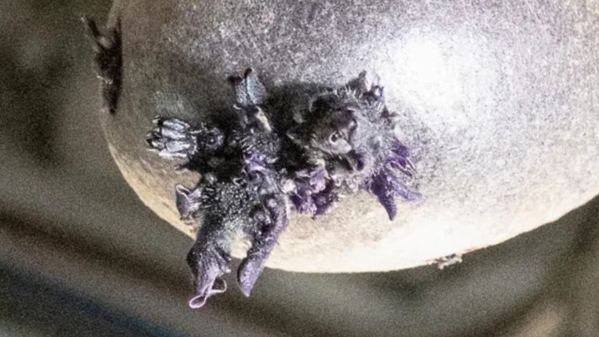 Purple Lifeform Photographed Sprouting ‘Tentacles’ on The ISS : ScienceAlert