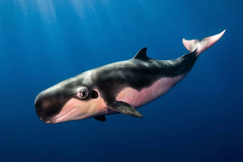 Mystery Bacteria Found Inside One of the Ocean’s Most Elusive Whales