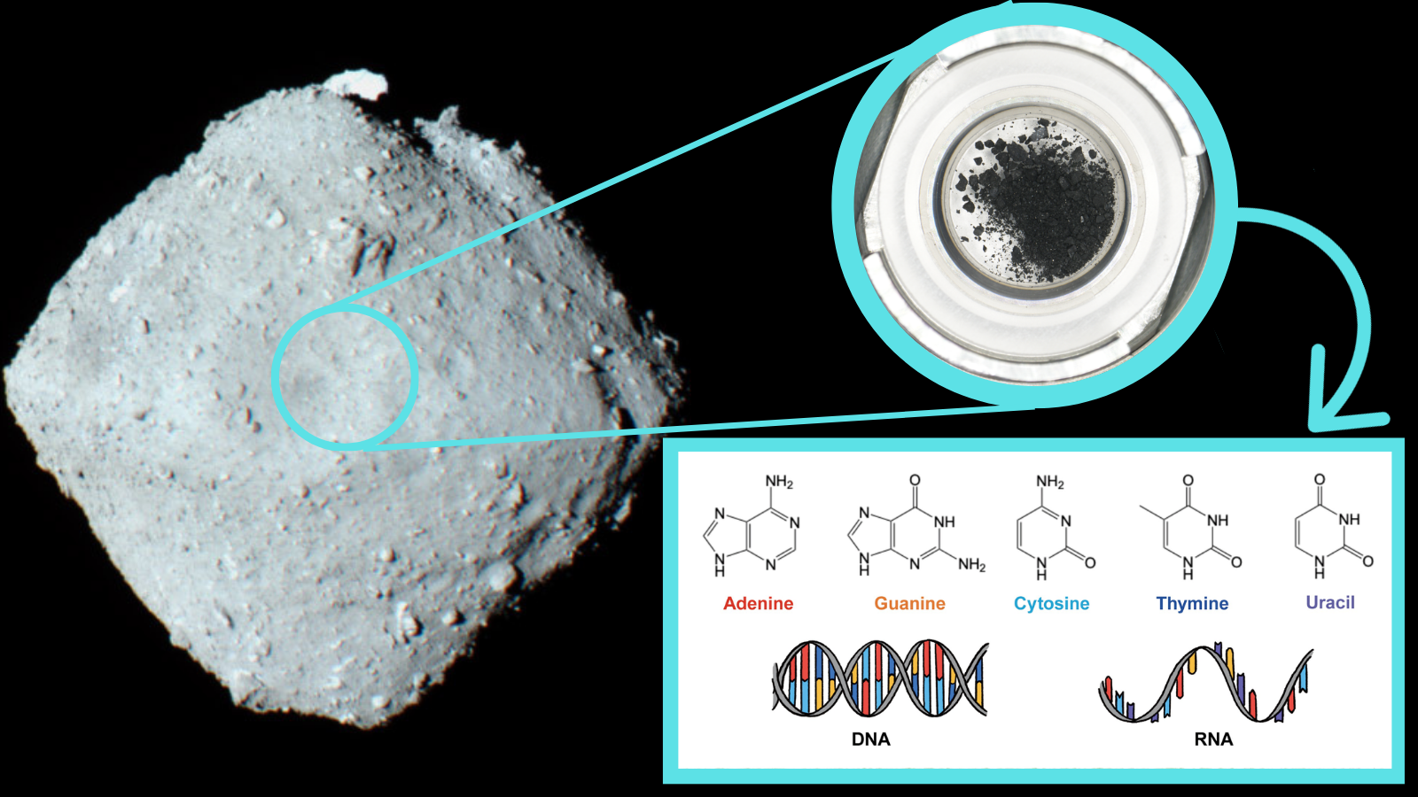 Ryugu asteroid sample contains all five key components of DNA and RNA: the building blocks of all living things