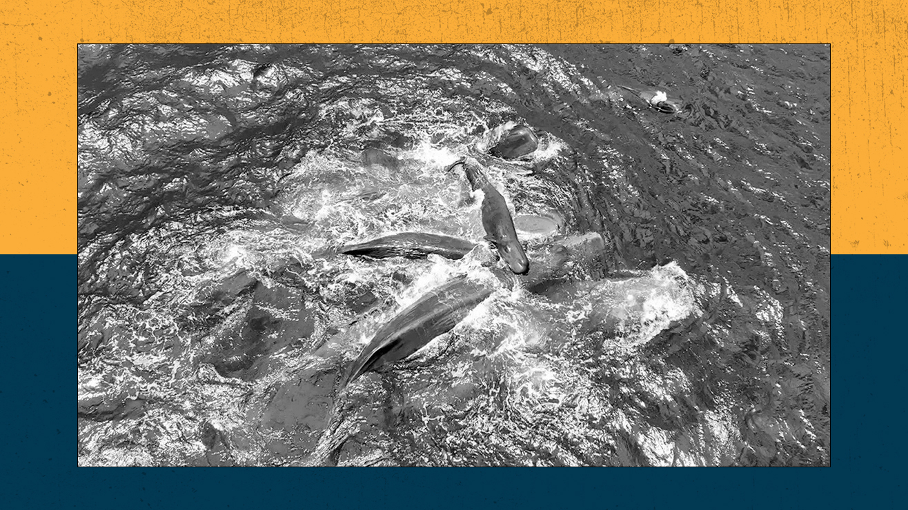 Live Science Today: Jaw-dropping first glimpse of sperm whale birth and how NASA is turning astronauts into test subjects